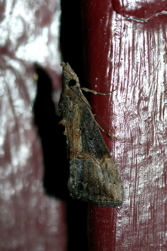 Green Cloverworm Moth (Hypena scabra) At porch lights near an overgrown backyard habitat.<br />
 Geotagged,Green Cloverworm,Hypena scabra,Summer,United States