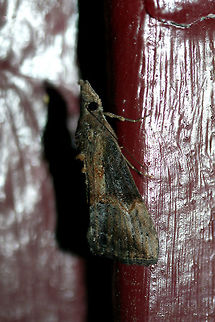 Green Cloverworm Moth (Hypena scabra) At porch lights near an overgrown backyard habitat.
 Geotagged,Green Cloverworm,Hypena scabra,Summer,United States