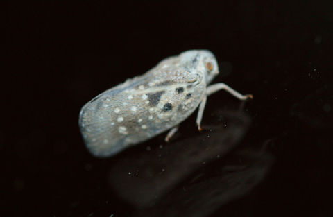 Citrus Flatid Planthopper (Metcalfa pruinosa) I know! Another blurry planthopper! So difficult to capture them!

On a reflective surface (disturbed area) near the edge of a dense mixed hardwood/coniferous forest in NW Georgia. Citrus Flatid Planthopper,Geotagged,Metcalfa pruinosa,Summer,United States