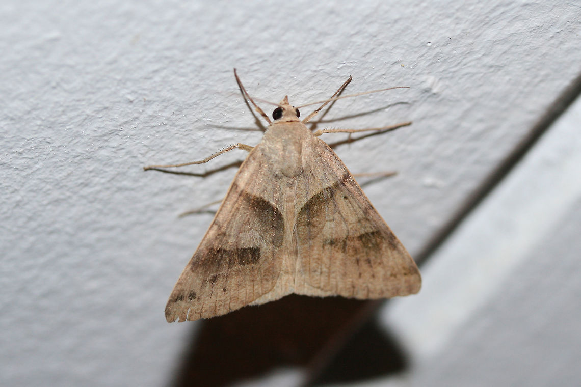 Clover Looper Moth (Caenurgina crassiuscula or Caenurgina erechtea)? At porch lights near an overgrown back yard habitat. <br />
<br />
Caenurgina crassicuscula is described as having &quot;two diffuse dark bands which almost meet near the inner margin and touch the inner margin (Covell).&quot; Caenurgina erechtea is described as having &quot;2 dark bands that are clearly defined but do not touch each other or inner margin.&quot; However, there are exceptions to this rule. I&#039;ll be leaving it at the former unless informed otherwise! API,Caenurgina crassiuscula,Clover Looper,Geotagged,Summer,United States