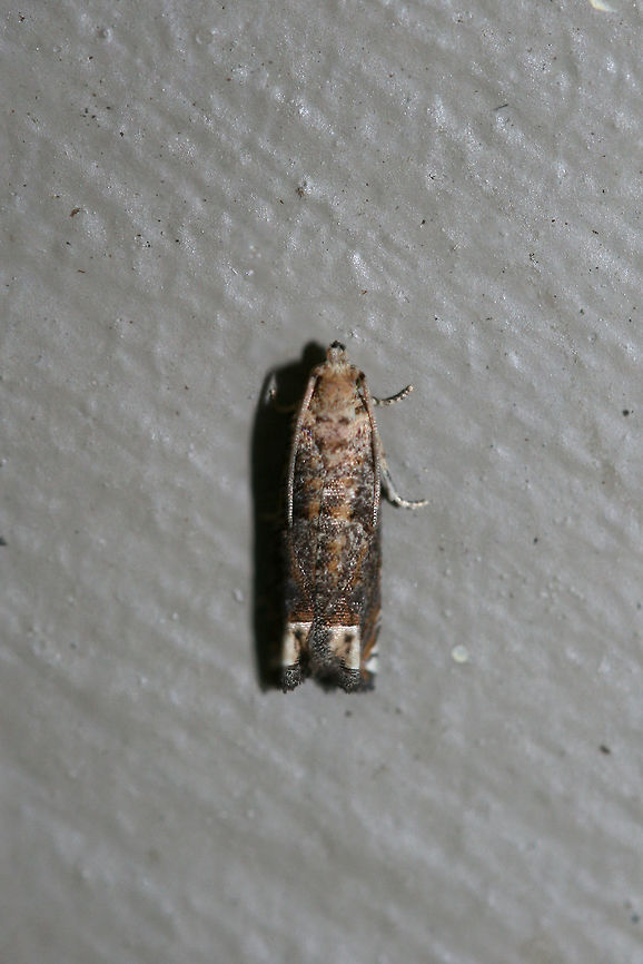 Abrupt Epiblema Moth (Epiblema abruptana) At porch lights near an overgrown backyard habitat.<br />
 Abrupt Epiblema Moth,Epiblema abruptana,Geotagged,Summer,United States
