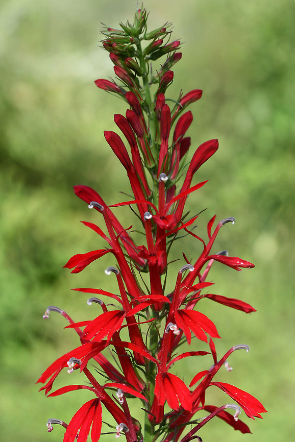 Cardinal Flower (Lobelia cardinalis) In a wetland habitat in NW Georgia (Floyd County), US.<br />
<figure class="photo"><a href="https://www.jungledragon.com/image/65690/cardinal_flower_lobelia_cardinalis.html" title="Cardinal Flower (Lobelia cardinalis)"><img src="https://s3.amazonaws.com/media.jungledragon.com/images/3231/65690_thumb.jpg?AWSAccessKeyId=05GMT0V3GWVNE7GGM1R2&Expires=1759968010&Signature=g3HpjrH4AwOC7Y1Gwr5JIzf%2FeyA%3D" width="102" height="152" alt="Cardinal Flower (Lobelia cardinalis) In a wetland habitat in NW Georgia (Floyd County), US.<br />
https://www.jungledragon.com/image/65687/cardinal_flower_lobelia_cardinalis.html<br />
https://www.jungledragon.com/image/65689/cardinal_flower_lobelia_cardinalis.html<br />
https://www.jungledragon.com/image/65688/cardinal_flower_lobelia_cardinalis.html Cardinal flower,Geotagged,Lobelia cardinalis,Summer,United States" /></a></figure><br />
<figure class="photo"><a href="https://www.jungledragon.com/image/65689/cardinal_flower_lobelia_cardinalis.html" title="Cardinal Flower (Lobelia cardinalis)"><img src="https://s3.amazonaws.com/media.jungledragon.com/images/3231/65689_thumb.jpg?AWSAccessKeyId=05GMT0V3GWVNE7GGM1R2&Expires=1759968010&Signature=MZL19ufe0xDgVKZ%2BiNgc3owPR%2BI%3D" width="102" height="152" alt="Cardinal Flower (Lobelia cardinalis) In a wetland habitat in NW Georgia (Floyd County), US.<br />
https://www.jungledragon.com/image/65687/cardinal_flower_lobelia_cardinalis.html<br />
https://www.jungledragon.com/image/65690/cardinal_flower_lobelia_cardinalis.html<br />
https://www.jungledragon.com/image/65688/cardinal_flower_lobelia_cardinalis.html Cardinal flower,Geotagged,Lobelia cardinalis,Summer,United States,wetland,wetlands" /></a></figure><br />
<figure class="photo"><a href="https://www.jungledragon.com/image/65688/cardinal_flower_lobelia_cardinalis.html" title="Cardinal Flower (Lobelia cardinalis)"><img src="https://s3.amazonaws.com/media.jungledragon.com/images/3231/65688_thumb.jpg?AWSAccessKeyId=05GMT0V3GWVNE7GGM1R2&Expires=1759968010&Signature=9fI0918Y4W3ABjVbvD%2BA98%2Btu2s%3D" width="102" height="152" alt="Cardinal Flower (Lobelia cardinalis) In a wetland habitat in NW Georgia (Floyd County), US.<br />
https://www.jungledragon.com/image/65687/cardinal_flower_lobelia_cardinalis.html<br />
https://www.jungledragon.com/image/65689/cardinal_flower_lobelia_cardinalis.html<br />
https://www.jungledragon.com/image/65690/cardinal_flower_lobelia_cardinalis.html Cardinal flower,Geotagged,Lobelia cardinalis,Summer,United States" /></a></figure><br />
 Cardinal flower,Geotagged,Lobelia cardinalis,Summer,United States