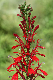 Cardinal Flower (Lobelia cardinalis) In a wetland habitat in NW Georgia (Floyd County), US.
https://www.jungledragon.com/image/65690/cardinal_flower_lobelia_cardinalis.html
https://www.jungledragon.com/image/65689/cardinal_flower_lobelia_cardinalis.html
https://www.jungledragon.com/image/65688/cardinal_flower_lobelia_cardinalis.html
 Cardinal flower,Geotagged,Lobelia cardinalis,Summer,United States