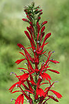 Cardinal Flower (Lobelia cardinalis) In a wetland habitat in NW Georgia (Floyd County), US.<br />
https://www.jungledragon.com/image/65690/cardinal_flower_lobelia_cardinalis.html<br />
https://www.jungledragon.com/image/65689/cardinal_flower_lobelia_cardinalis.html<br />
https://www.jungledragon.com/image/65688/cardinal_flower_lobelia_cardinalis.html<br />
 Cardinal flower,Geotagged,Lobelia cardinalis,Summer,United States