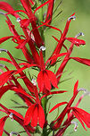 Cardinal Flower (Lobelia cardinalis) In a wetland habitat in NW Georgia (Floyd County), US.<br />
https://www.jungledragon.com/image/65687/cardinal_flower_lobelia_cardinalis.html<br />
https://www.jungledragon.com/image/65689/cardinal_flower_lobelia_cardinalis.html<br />
https://www.jungledragon.com/image/65690/cardinal_flower_lobelia_cardinalis.html Cardinal flower,Geotagged,Lobelia cardinalis,Summer,United States
