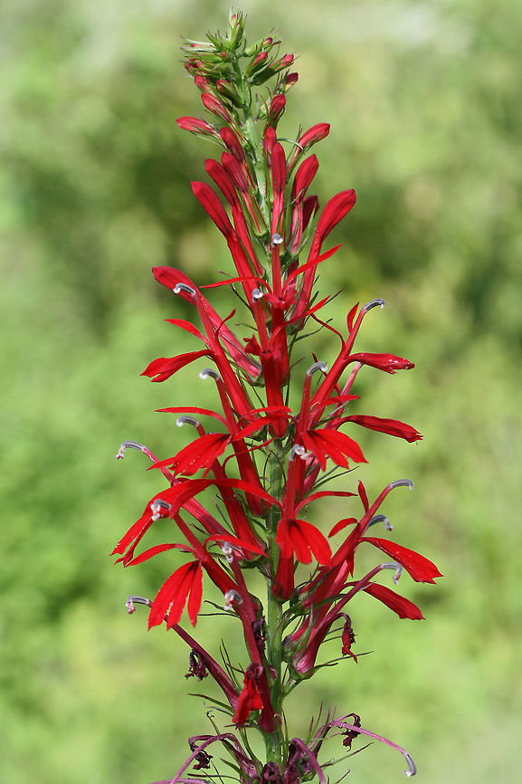 Cardinal Flower (Lobelia cardinalis) In a wetland habitat in NW Georgia (Floyd County), US.<br />
<figure class="photo"><a href="https://www.jungledragon.com/image/65687/cardinal_flower_lobelia_cardinalis.html" title="Cardinal Flower (Lobelia cardinalis)"><img src="https://s3.amazonaws.com/media.jungledragon.com/images/3231/65687_thumb.jpg?AWSAccessKeyId=05GMT0V3GWVNE7GGM1R2&Expires=1759968010&Signature=BnvT%2B7PV3Ue9G9FS3JPYKzsTFes%3D" width="102" height="152" alt="Cardinal Flower (Lobelia cardinalis) In a wetland habitat in NW Georgia (Floyd County), US.<br />
https://www.jungledragon.com/image/65690/cardinal_flower_lobelia_cardinalis.html<br />
https://www.jungledragon.com/image/65689/cardinal_flower_lobelia_cardinalis.html<br />
https://www.jungledragon.com/image/65688/cardinal_flower_lobelia_cardinalis.html<br />
 Cardinal flower,Geotagged,Lobelia cardinalis,Summer,United States" /></a></figure><br />
<figure class="photo"><a href="https://www.jungledragon.com/image/65690/cardinal_flower_lobelia_cardinalis.html" title="Cardinal Flower (Lobelia cardinalis)"><img src="https://s3.amazonaws.com/media.jungledragon.com/images/3231/65690_thumb.jpg?AWSAccessKeyId=05GMT0V3GWVNE7GGM1R2&Expires=1759968010&Signature=g3HpjrH4AwOC7Y1Gwr5JIzf%2FeyA%3D" width="102" height="152" alt="Cardinal Flower (Lobelia cardinalis) In a wetland habitat in NW Georgia (Floyd County), US.<br />
https://www.jungledragon.com/image/65687/cardinal_flower_lobelia_cardinalis.html<br />
https://www.jungledragon.com/image/65689/cardinal_flower_lobelia_cardinalis.html<br />
https://www.jungledragon.com/image/65688/cardinal_flower_lobelia_cardinalis.html Cardinal flower,Geotagged,Lobelia cardinalis,Summer,United States" /></a></figure><br />
<figure class="photo"><a href="https://www.jungledragon.com/image/65688/cardinal_flower_lobelia_cardinalis.html" title="Cardinal Flower (Lobelia cardinalis)"><img src="https://s3.amazonaws.com/media.jungledragon.com/images/3231/65688_thumb.jpg?AWSAccessKeyId=05GMT0V3GWVNE7GGM1R2&Expires=1759968010&Signature=9fI0918Y4W3ABjVbvD%2BA98%2Btu2s%3D" width="102" height="152" alt="Cardinal Flower (Lobelia cardinalis) In a wetland habitat in NW Georgia (Floyd County), US.<br />
https://www.jungledragon.com/image/65687/cardinal_flower_lobelia_cardinalis.html<br />
https://www.jungledragon.com/image/65689/cardinal_flower_lobelia_cardinalis.html<br />
https://www.jungledragon.com/image/65690/cardinal_flower_lobelia_cardinalis.html Cardinal flower,Geotagged,Lobelia cardinalis,Summer,United States" /></a></figure> Cardinal flower,Geotagged,Lobelia cardinalis,Summer,United States,wetland,wetlands