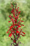 Cardinal Flower (Lobelia cardinalis) In a wetland habitat in NW Georgia (Floyd County), US.<br />
https://www.jungledragon.com/image/65687/cardinal_flower_lobelia_cardinalis.html<br />
https://www.jungledragon.com/image/65690/cardinal_flower_lobelia_cardinalis.html<br />
https://www.jungledragon.com/image/65688/cardinal_flower_lobelia_cardinalis.html Cardinal flower,Geotagged,Lobelia cardinalis,Summer,United States,wetland,wetlands