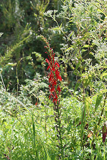 Cardinal Flower (Lobelia cardinalis) In a wetland habitat in NW Georgia (Floyd County), US.
https://www.jungledragon.com/image/65687/cardinal_flower_lobelia_cardinalis.html
https://www.jungledragon.com/image/65689/cardinal_flower_lobelia_cardinalis.html
https://www.jungledragon.com/image/65688/cardinal_flower_lobelia_cardinalis.html Cardinal flower,Geotagged,Lobelia cardinalis,Summer,United States