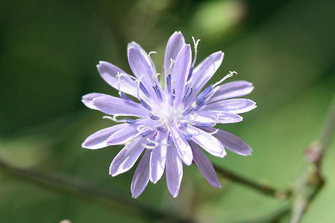 Woodland Lettuce (Lactuca floridana) I'm thinking Lactuca floridana?

On dirt roadsides near the edge of a dense mixed hardwood/coniferous forest. Northwest Georgia (Gordon County), US. August 26, 2018.

There are no pappi present at this moment, but if my memory serves me right (from last summer), they were bright white. I will be keeping an eye on these. Will change to L. biennis if I see otherwise!
https://www.jungledragon.com/image/65692/woodland_lettuce_lactuca_biennis.html
https://www.jungledragon.com/image/65693/woodland_lettuce_lactuca_biennis.html Geotagged,Lactuca floridana,Summer,United States,Woodland lettuce