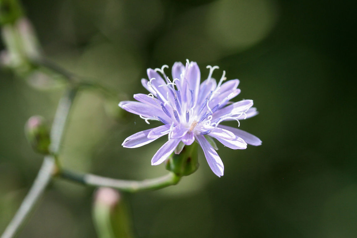 Woodland Lettuce (Lactuca floridana) I&#039;m thinking Lactuca floridana?<br />
<br />
On dirt roadsides near the edge of a dense mixed hardwood/coniferous forest. Northwest Georgia (Gordon County), US. August 26, 2018.<br />
<br />
There are no pappi present at this moment, but if my memory serves me right (from last summer), they were bright white. I will be keeping an eye on these. Will change to L. biennis if I see otherwise!<br />
<figure class="photo"><a href="https://www.jungledragon.com/image/65691/woodland_lettuce_lactuca_floridana.html" title="Woodland Lettuce (Lactuca floridana)"><img src="https://s3.amazonaws.com/media.jungledragon.com/images/3231/65691_thumb.jpg?AWSAccessKeyId=05GMT0V3GWVNE7GGM1R2&Expires=1759968010&Signature=mRC6N8HEoQ23vhza%2Fi9i%2F2az6qo%3D" width="200" height="134" alt="Woodland Lettuce (Lactuca floridana) I&#039;m thinking Lactuca floridana?<br />
<br />
On dirt roadsides near the edge of a dense mixed hardwood/coniferous forest. Northwest Georgia (Gordon County), US. August 26, 2018.<br />
<br />
There are no pappi present at this moment, but if my memory serves me right (from last summer), they were bright white. I will be keeping an eye on these. Will change to L. biennis if I see otherwise!<br />
https://www.jungledragon.com/image/65692/woodland_lettuce_lactuca_biennis.html<br />
https://www.jungledragon.com/image/65693/woodland_lettuce_lactuca_biennis.html Geotagged,Lactuca floridana,Summer,United States,Woodland lettuce" /></a></figure><br />
<figure class="photo"><a href="https://www.jungledragon.com/image/65693/woodland_lettuce_lactuca_floridana.html" title="Woodland Lettuce (Lactuca floridana)"><img src="https://s3.amazonaws.com/media.jungledragon.com/images/3231/65693_thumb.jpg?AWSAccessKeyId=05GMT0V3GWVNE7GGM1R2&Expires=1759968010&Signature=ipTzkaAlq6nCQM3EBgZk7aGeXAs%3D" width="200" height="134" alt="Woodland Lettuce (Lactuca floridana) I&#039;m thinking Lactuca floridana?<br />
<br />
On dirt roadsides near the edge of a dense mixed hardwood/coniferous forest. Northwest Georgia (Gordon County), US. August 26, 2018.<br />
<br />
There are no pappi present at this moment, but if my memory serves me right (from last summer), they were bright white. I will be keeping an eye on these. Will change to L. biennis if I see otherwise!<br />
https://www.jungledragon.com/image/65692/woodland_lettuce_lactuca_biennis.html<br />
https://www.jungledragon.com/image/65691/woodland_lettuce_lactuca_biennis.html Geotagged,Lactuca floridana,Summer,United States,Woodland lettuce" /></a></figure> Geotagged,Lactuca floridana,Summer,United States,Woodland lettuce