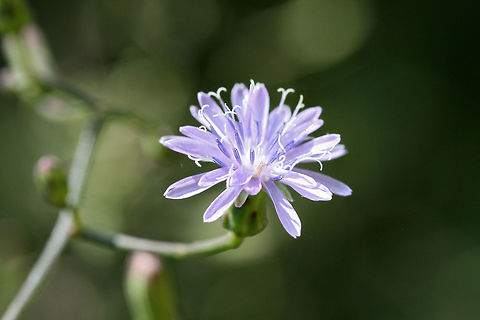 Woodland Lettuce (Lactuca floridana) I'm thinking Lactuca floridana?

On dirt roadsides near the edge of a dense mixed hardwood/coniferous forest. Northwest Georgia (Gordon County), US. August 26, 2018.

There are no pappi present at this moment, but if my memory serves me right (from last summer), they were bright white. I will be keeping an eye on these. Will change to L. biennis if I see otherwise!
https://www.jungledragon.com/image/65691/woodland_lettuce_lactuca_biennis.html
https://www.jungledragon.com/image/65693/woodland_lettuce_lactuca_biennis.html Geotagged,Lactuca floridana,Summer,United States,Woodland lettuce