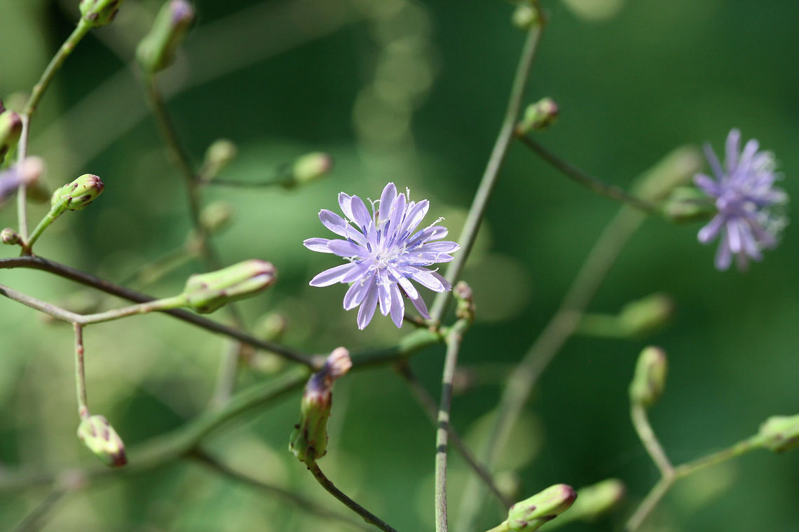 Woodland Lettuce (Lactuca floridana) I&#039;m thinking Lactuca floridana?<br />
<br />
On dirt roadsides near the edge of a dense mixed hardwood/coniferous forest. Northwest Georgia (Gordon County), US. August 26, 2018.<br />
<br />
There are no pappi present at this moment, but if my memory serves me right (from last summer), they were bright white. I will be keeping an eye on these. Will change to L. biennis if I see otherwise!<br />
<figure class="photo"><a href="https://www.jungledragon.com/image/65692/woodland_lettuce_lactuca_floridana.html" title="Woodland Lettuce (Lactuca floridana)"><img src="https://s3.amazonaws.com/media.jungledragon.com/images/3231/65692_thumb.jpg?AWSAccessKeyId=05GMT0V3GWVNE7GGM1R2&Expires=1759968010&Signature=lwwymTWXoIabc%2By3di%2FhJEIIiDU%3D" width="200" height="134" alt="Woodland Lettuce (Lactuca floridana) I&#039;m thinking Lactuca floridana?<br />
<br />
On dirt roadsides near the edge of a dense mixed hardwood/coniferous forest. Northwest Georgia (Gordon County), US. August 26, 2018.<br />
<br />
There are no pappi present at this moment, but if my memory serves me right (from last summer), they were bright white. I will be keeping an eye on these. Will change to L. biennis if I see otherwise!<br />
https://www.jungledragon.com/image/65691/woodland_lettuce_lactuca_biennis.html<br />
https://www.jungledragon.com/image/65693/woodland_lettuce_lactuca_biennis.html Geotagged,Lactuca floridana,Summer,United States,Woodland lettuce" /></a></figure><br />
<figure class="photo"><a href="https://www.jungledragon.com/image/65691/woodland_lettuce_lactuca_floridana.html" title="Woodland Lettuce (Lactuca floridana)"><img src="https://s3.amazonaws.com/media.jungledragon.com/images/3231/65691_thumb.jpg?AWSAccessKeyId=05GMT0V3GWVNE7GGM1R2&Expires=1759968010&Signature=mRC6N8HEoQ23vhza%2Fi9i%2F2az6qo%3D" width="200" height="134" alt="Woodland Lettuce (Lactuca floridana) I&#039;m thinking Lactuca floridana?<br />
<br />
On dirt roadsides near the edge of a dense mixed hardwood/coniferous forest. Northwest Georgia (Gordon County), US. August 26, 2018.<br />
<br />
There are no pappi present at this moment, but if my memory serves me right (from last summer), they were bright white. I will be keeping an eye on these. Will change to L. biennis if I see otherwise!<br />
https://www.jungledragon.com/image/65692/woodland_lettuce_lactuca_biennis.html<br />
https://www.jungledragon.com/image/65693/woodland_lettuce_lactuca_biennis.html Geotagged,Lactuca floridana,Summer,United States,Woodland lettuce" /></a></figure> Geotagged,Lactuca floridana,Summer,United States,Woodland lettuce