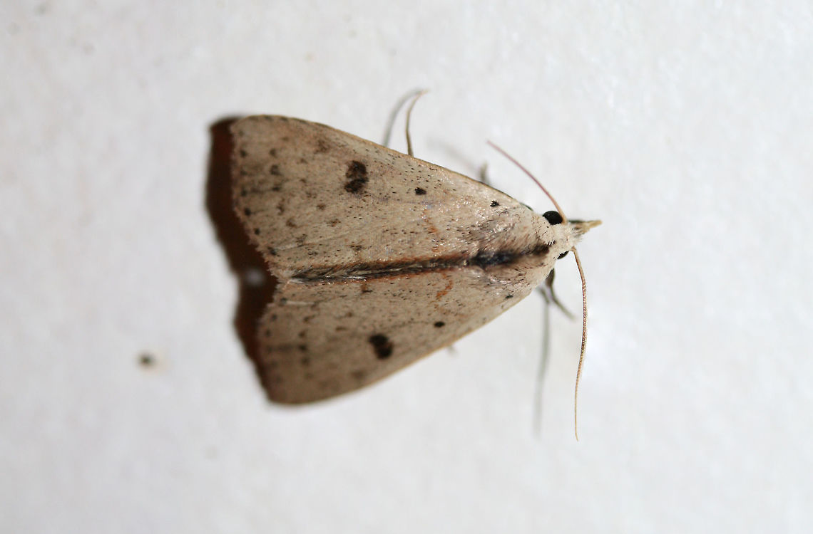 Deadwood Borer Moth (Scolecocampa liburna) At porch lights near an overgrown backyard habitat.<br />
 Geotagged,Scolecocampa liburna,United States