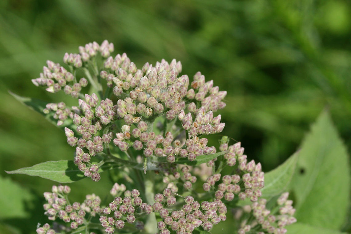 Camphor-Weed (Pluchea camphorata) Growing in a ditch/drainage area in an overgrown backyard habitat in NW Georgia.<br />
<br />
This plant exudes a distinctive camphorous odor from its leaves and stems when bruised or touched. Many people find the scent disagreeable, likening it to feline urine. However, I find the smell pleasant (and no, I don't like the smell of cat urine!).<br />
<figure class="photo"><a href="https://www.jungledragon.com/image/65697/camphor-weed_pluchea_camphorata.html" title="Camphor-Weed (Pluchea camphorata)"><img src="https://s3.amazonaws.com/media.jungledragon.com/images/3231/65697_thumb.jpg?AWSAccessKeyId=05GMT0V3GWVNE7GGM1R2&Expires=1769040010&Signature=Pl8%2FD0E6F1NTrGYN1DsWdNRHyE0%3D" width="102" height="152" alt="Camphor-Weed (Pluchea camphorata) Growing in a ditch/drainage area in an overgrown backyard habitat in NW Georgia.<br />
<br />
This plant exudes a distinctive camphorous odor from its leaves and stems when bruised or touched. Many people find the scent disagreeable, likening it to feline urine. However, I find the smell pleasant (and no, I don't like the smell of cat urine!).<br />
https://www.jungledragon.com/image/65695/camphor-weed_pluchea_camphorata.html<br />
 Camphor-Weed,Geotagged,Pluchea camphorata,Summer,United States" /></a></figure> Camphor-Weed,Geotagged,Pluchea camphorata,Summer,United States