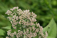 Camphor-Weed (Pluchea camphorata) Growing in a ditch/drainage area in an overgrown backyard habitat in NW Georgia.<br />
<br />
This plant exudes a distinctive camphorous odor from its leaves and stems when bruised or touched. Many people find the scent disagreeable, likening it to feline urine. However, I find the smell pleasant (and no, I don't like the smell of cat urine!).<br />
https://www.jungledragon.com/image/65697/camphor-weed_pluchea_camphorata.html Camphor-Weed,Geotagged,Pluchea camphorata,Summer,United States