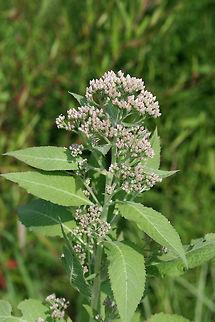 Camphor-Weed (Pluchea camphorata) Growing in a ditch/drainage area in an overgrown backyard habitat in NW Georgia.

This plant exudes a distinctive camphorous odor from its leaves and stems when bruised or touched. Many people find the scent disagreeable, likening it to feline urine. However, I find the smell pleasant (and no, I don't like the smell of cat urine!).
https://www.jungledragon.com/image/65695/camphor-weed_pluchea_camphorata.html
 Camphor-Weed,Geotagged,Pluchea camphorata,Summer,United States