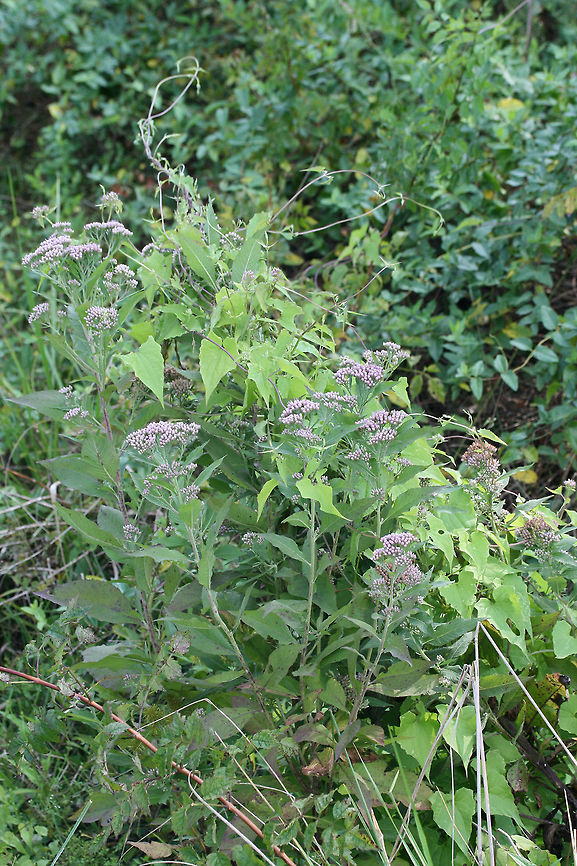 Camphor-Weed (Pluchea camphorata) Growing in a wetland in Floyd County, GA.<br />
<br />
This plant exudes a distinctive camphorous odor from its leaves and stems when bruised or touched. Many people find the scent disagreeable, likening it to feline urine. However, I find the smell pleasant (and no, I don't like the smell of cat urine!).<br />
<figure class="photo"><a href="https://www.jungledragon.com/image/65696/camphor-weed_pluchea_camphorata.html" title="Camphor-Weed (Pluchea camphorata)"><img src="https://s3.amazonaws.com/media.jungledragon.com/images/3231/65696_thumb.jpg?AWSAccessKeyId=05GMT0V3GWVNE7GGM1R2&Expires=1769040010&Signature=yhxmq%2FOxpQY87pGDC%2BNT2yLpjG8%3D" width="200" height="134" alt="Camphor-Weed (Pluchea camphorata) Growing in a wetland in Floyd County, GA.<br />
<br />
This plant exudes a distinctive camphorous odor from its leaves and stems when bruised or touched. Many people find the scent disagreeable, likening it to feline urine. However, I find the smell pleasant (and no, I don't like the smell of cat urine!).<br />
https://www.jungledragon.com/image/65698/camphor-weed_pluchea_camphorata.html Camphor-Weed,Geotagged,Pluchea camphorata,Summer,United States" /></a></figure> Camphor-Weed,Geotagged,Pluchea camphorata,Summer,United States,wetland,wetlands