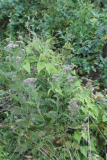 Camphor-Weed (Pluchea camphorata) Growing in a wetland in Floyd County, GA.

This plant exudes a distinctive camphorous odor from its leaves and stems when bruised or touched. Many people find the scent disagreeable, likening it to feline urine. However, I find the smell pleasant (and no, I don't like the smell of cat urine!).
https://www.jungledragon.com/image/65696/camphor-weed_pluchea_camphorata.html Camphor-Weed,Geotagged,Pluchea camphorata,Summer,United States,wetland,wetlands