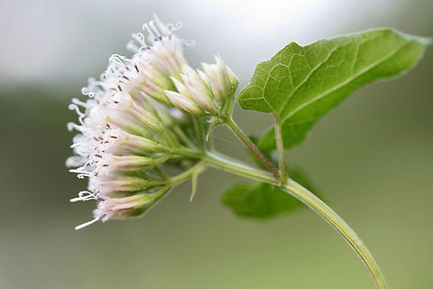 Climbing Hempvine (Mikania scandens) At the edge of a wetland in NW Georgia (Floyd County), US. 

This vine had a wonderfully sweet odor! 
https://www.jungledragon.com/image/65708/climbing_hempvine_mikania_scandens.html
https://www.jungledragon.com/image/65706/climbing_hempvine_mikania_scandens.html
https://www.jungledragon.com/image/65707/climbing_hempvine_mikania_scandens.html Geotagged,Mikania scandens,Summer,United States