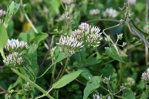 Climbing Hempvine (Mikania scandens) At the edge of a wetland in NW Georgia (Floyd County), US. 

This vine had a wonderfully sweet odor! 
https://www.jungledragon.com/image/65708/climbing_hempvine_mikania_scandens.html
https://www.jungledragon.com/image/65705/climbing_hempvine_mikania_scandens.html
https://www.jungledragon.com/image/65707/climbing_hempvine_mikania_scandens.html Geotagged,Mikania scandens,Summer,United States,wetland,wetlands
