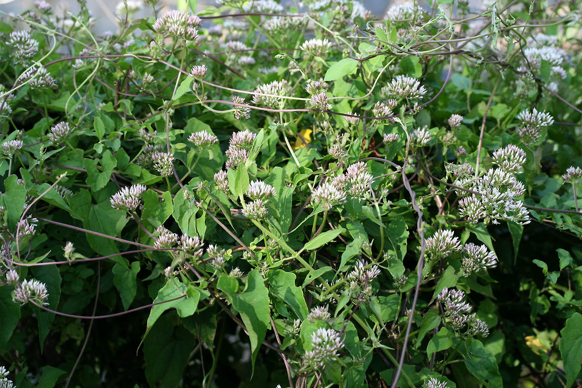 Climbing Hempvine (Mikania scandens) At the edge of a wetland in NW Georgia (Floyd County), US. <br />
<br />
This vine had a wonderfully sweet odor! <br />
<figure class="photo"><a href="https://www.jungledragon.com/image/65708/climbing_hempvine_mikania_scandens.html" title="Climbing Hempvine (Mikania scandens)"><img src="https://s3.amazonaws.com/media.jungledragon.com/images/3231/65708_thumb.jpg?AWSAccessKeyId=05GMT0V3GWVNE7GGM1R2&Expires=1759968010&Signature=E2Ix9GdkC9HLD84zL03WyoIbF0Q%3D" width="200" height="134" alt="Climbing Hempvine (Mikania scandens) At the edge of a wetland in NW Georgia (Floyd County), US. <br />
<br />
This vine had a wonderfully sweet odor! <br />
https://www.jungledragon.com/image/65705/climbing_hempvine_mikania_scandens.html<br />
https://www.jungledragon.com/image/65706/climbing_hempvine_mikania_scandens.html<br />
https://www.jungledragon.com/image/65707/climbing_hempvine_mikania_scandens.html Geotagged,Mikania scandens,Summer,United States,wetland,wetlands" /></a></figure><br />
<figure class="photo"><a href="https://www.jungledragon.com/image/65706/climbing_hempvine_mikania_scandens.html" title="Climbing Hempvine (Mikania scandens)"><img src="https://s3.amazonaws.com/media.jungledragon.com/images/3231/65706_thumb.jpg?AWSAccessKeyId=05GMT0V3GWVNE7GGM1R2&Expires=1759968010&Signature=sRs8c6i6Qzhao7PJ9abpxEeyRd8%3D" width="200" height="134" alt="Climbing Hempvine (Mikania scandens) At the edge of a wetland in NW Georgia (Floyd County), US. <br />
<br />
This vine had a wonderfully sweet odor! <br />
https://www.jungledragon.com/image/65708/climbing_hempvine_mikania_scandens.html<br />
https://www.jungledragon.com/image/65705/climbing_hempvine_mikania_scandens.html<br />
https://www.jungledragon.com/image/65707/climbing_hempvine_mikania_scandens.html Geotagged,Mikania scandens,Summer,United States,wetland,wetlands" /></a></figure><br />
<figure class="photo"><a href="https://www.jungledragon.com/image/65705/climbing_hempvine_mikania_scandens.html" title="Climbing Hempvine (Mikania scandens)"><img src="https://s3.amazonaws.com/media.jungledragon.com/images/3231/65705_thumb.jpg?AWSAccessKeyId=05GMT0V3GWVNE7GGM1R2&Expires=1759968010&Signature=aCq6tIjHJnZY8nmIJiiBWgjeYR8%3D" width="200" height="134" alt="Climbing Hempvine (Mikania scandens) At the edge of a wetland in NW Georgia (Floyd County), US. <br />
<br />
This vine had a wonderfully sweet odor! <br />
https://www.jungledragon.com/image/65708/climbing_hempvine_mikania_scandens.html<br />
https://www.jungledragon.com/image/65706/climbing_hempvine_mikania_scandens.html<br />
https://www.jungledragon.com/image/65707/climbing_hempvine_mikania_scandens.html Geotagged,Mikania scandens,Summer,United States" /></a></figure> Geotagged,Mikania scandens,Summer,United States,wetland,wetlands