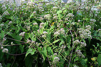 Climbing Hempvine (Mikania scandens) At the edge of a wetland in NW Georgia (Floyd County), US. <br />
<br />
This vine had a wonderfully sweet odor! <br />
https://www.jungledragon.com/image/65708/climbing_hempvine_mikania_scandens.html<br />
https://www.jungledragon.com/image/65706/climbing_hempvine_mikania_scandens.html<br />
https://www.jungledragon.com/image/65705/climbing_hempvine_mikania_scandens.html Geotagged,Mikania scandens,Summer,United States,wetland,wetlands