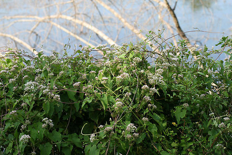 Climbing Hempvine (Mikania scandens) At the edge of a wetland in NW Georgia (Floyd County), US. 

This vine had a wonderfully sweet odor! 
https://www.jungledragon.com/image/65705/climbing_hempvine_mikania_scandens.html
https://www.jungledragon.com/image/65706/climbing_hempvine_mikania_scandens.html
https://www.jungledragon.com/image/65707/climbing_hempvine_mikania_scandens.html Geotagged,Mikania scandens,Summer,United States,wetland,wetlands