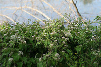 Climbing Hempvine (Mikania scandens) At the edge of a wetland in NW Georgia (Floyd County), US. <br />
<br />
This vine had a wonderfully sweet odor! <br />
https://www.jungledragon.com/image/65705/climbing_hempvine_mikania_scandens.html<br />
https://www.jungledragon.com/image/65706/climbing_hempvine_mikania_scandens.html<br />
https://www.jungledragon.com/image/65707/climbing_hempvine_mikania_scandens.html Geotagged,Mikania scandens,Summer,United States,wetland,wetlands
