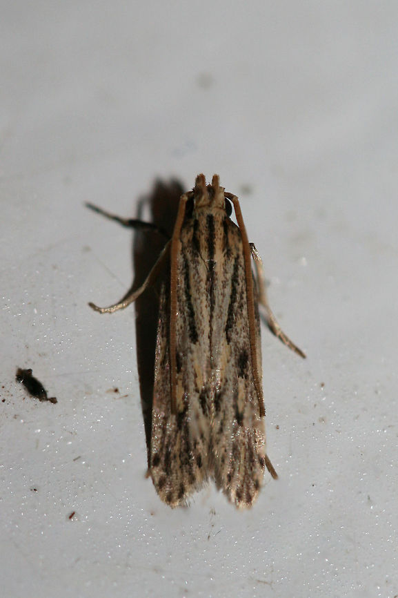Spinitibia hodgesi At porch lights near an overgrown back yard habitat in NW Georgia (Gordon County), US. August 28, 2018.<br />
<figure class="photo"><a href="https://www.jungledragon.com/image/65731/spinitibia_hodgesi.html" title="Spinitibia hodgesi"><img src="https://s3.amazonaws.com/media.jungledragon.com/images/3231/65731_thumb.jpg?AWSAccessKeyId=05GMT0V3GWVNE7GGM1R2&Expires=1770854410&Signature=kh%2BxEF0JfYYa6cvmCi6xrUgPfEA%3D" width="200" height="134" alt="Spinitibia hodgesi At porch lights near an overgrown back yard habitat in NW Georgia (Gordon County), US. August 28, 2018.<br />
https://www.jungledragon.com/image/65730/spinitibia_hodgesi.html Geotagged,Spinitibia,Spinitibia hodgesi,Summer,United States" /></a></figure><br />
 Geotagged,Spinitibia,Spinitibia hodgesi,Summer,United States
