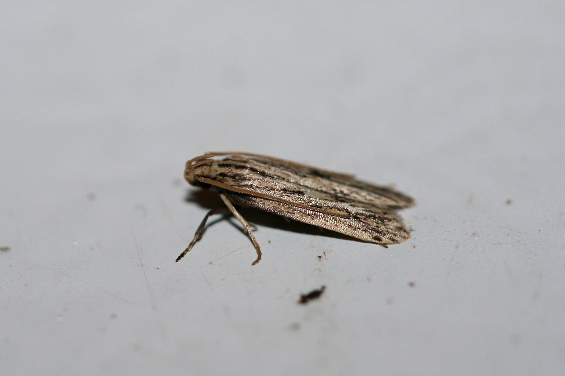 Spinitibia hodgesi At porch lights near an overgrown back yard habitat in NW Georgia (Gordon County), US. August 28, 2018.<br />
<figure class="photo"><a href="https://www.jungledragon.com/image/65730/spinitibia_hodgesi.html" title="Spinitibia hodgesi"><img src="https://s3.amazonaws.com/media.jungledragon.com/images/3231/65730_thumb.jpg?AWSAccessKeyId=05GMT0V3GWVNE7GGM1R2&Expires=1759968010&Signature=Qxg1Xh%2BsMchZIvDwV6oIqr%2BxqMA%3D" width="102" height="152" alt="Spinitibia hodgesi At porch lights near an overgrown back yard habitat in NW Georgia (Gordon County), US. August 28, 2018.<br />
https://www.jungledragon.com/image/65731/spinitibia_hodgesi.html<br />
 Geotagged,Spinitibia,Spinitibia hodgesi,Summer,United States" /></a></figure> Geotagged,Spinitibia,Spinitibia hodgesi,Summer,United States