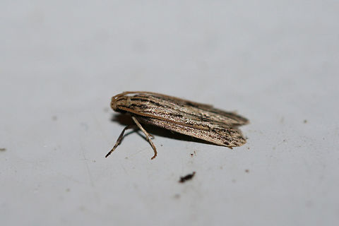 Spinitibia hodgesi At porch lights near an overgrown back yard habitat in NW Georgia (Gordon County), US. August 28, 2018.
https://www.jungledragon.com/image/65730/spinitibia_hodgesi.html Geotagged,Spinitibia,Spinitibia hodgesi,Summer,United States