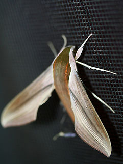 Tersa Sphinx (Xylophanes tersa) On a screen door near porch lights near an overgrown backyard habitat.

https://www.jungledragon.com/image/65739/tersa_sphinx_xylophanes_tersa.html Geotagged,Summer,Tersa sphinx,United States,Xylophanes tersa