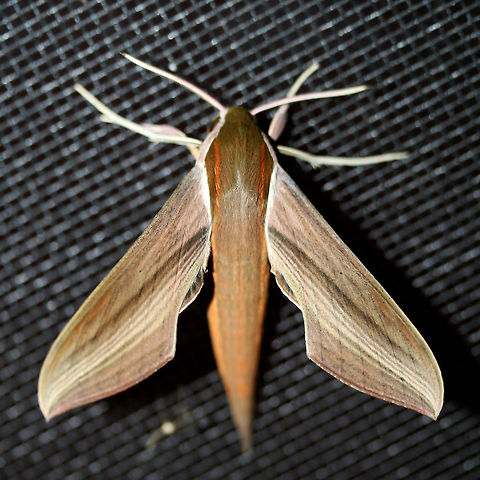 Tersa Sphinx (Xylophanes tersa) On a screen door near porch lights near an overgrown backyard habitat.

https://www.jungledragon.com/image/65737/tersa_sphinx_xylophanes_tersa.html
 Geotagged,Summer,Tersa sphinx,United States,Xylophanes tersa