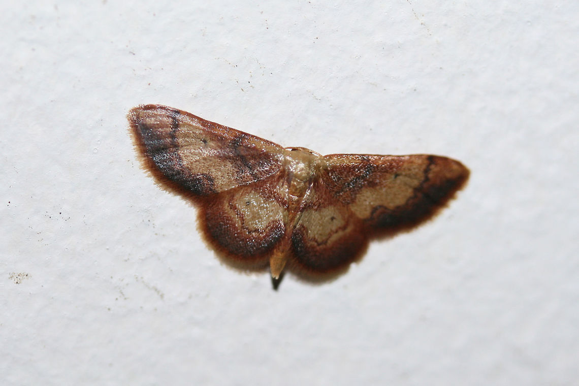 Red-bordered Wave (Idaea demissaria) At porch lights near an overgrown backyard habitat.<br />
 Geotagged,Idaea demissaria,Summer,United States