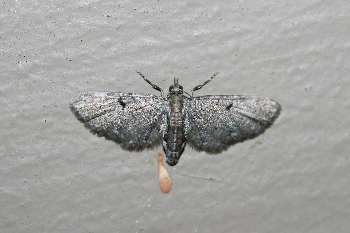 Pug Moth (Eupithecia sp.) At porch lights near an overgrown backyard habitat.<br />
<br />
This genus is full of a lot of look-alikes, so I&#039;m waiting on the experts to weigh in on this one! Geotagged,Summer,United States