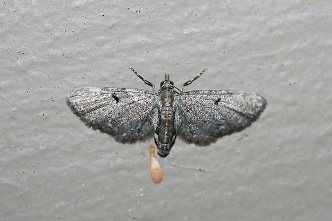 Pug Moth (Eupithecia sp.) At porch lights near an overgrown backyard habitat.

This genus is full of a lot of look-alikes, so I'm waiting on the experts to weigh in on this one! Geotagged,Summer,United States