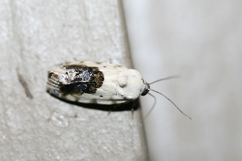 Small Bird-Dropping Moth (Ponometia erastrioides) At porch lights near an overgrown backyard habitat.
https://www.jungledragon.com/image/65814/small_bird-dropping_moth_ponometia_erastrioides.html Geotagged,Ponometia erastrioides,Small bird lime moth,Summer,United States