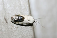 Small Bird-Dropping Moth (Ponometia erastrioides) At porch lights near an overgrown backyard habitat.<br />
https://www.jungledragon.com/image/65814/small_bird-dropping_moth_ponometia_erastrioides.html Geotagged,Ponometia erastrioides,Small bird lime moth,Summer,United States