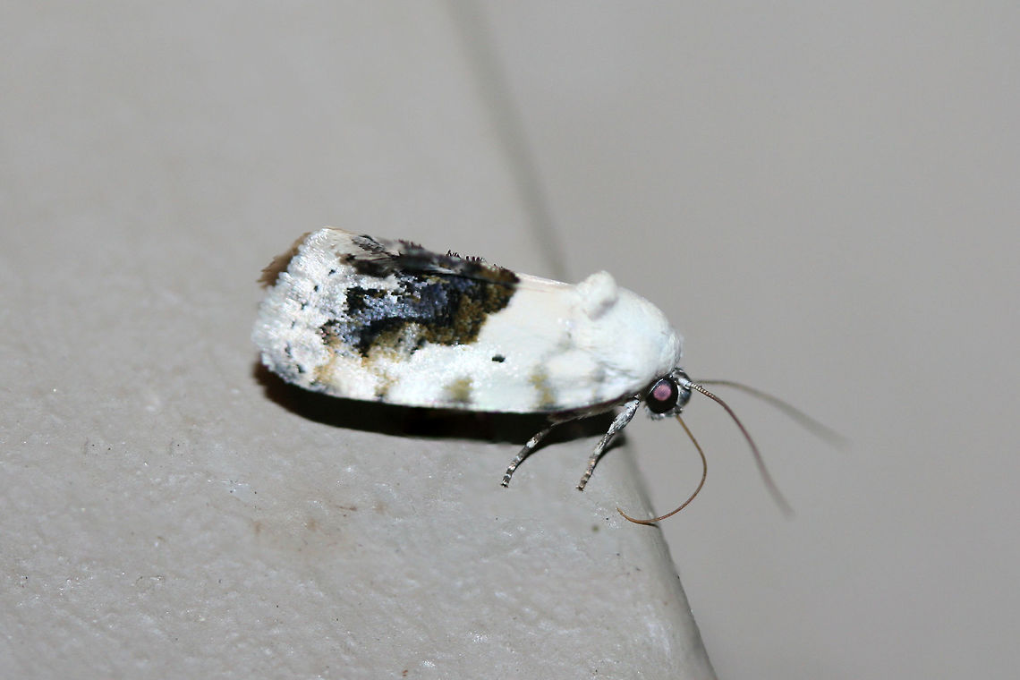 Small Bird-Dropping Moth (Ponometia erastrioides) At porch lights near an overgrown backyard habitat.<br />
<figure class="photo"><a href="https://www.jungledragon.com/image/65813/small_bird-dropping_moth_ponometia_erastrioides.html" title="Small Bird-Dropping Moth (Ponometia erastrioides)"><img src="https://s3.amazonaws.com/media.jungledragon.com/images/3231/65813_thumb.jpg?AWSAccessKeyId=05GMT0V3GWVNE7GGM1R2&Expires=1769040010&Signature=1qoUI3%2BdLr8erai6I6xt8E%2F0wf4%3D" width="200" height="134" alt="Small Bird-Dropping Moth (Ponometia erastrioides) At porch lights near an overgrown backyard habitat.<br />
https://www.jungledragon.com/image/65814/small_bird-dropping_moth_ponometia_erastrioides.html Geotagged,Ponometia erastrioides,Small bird lime moth,Summer,United States" /></a></figure><br />
 Geotagged,Ponometia erastrioides,Small bird lime moth,Summer,United States