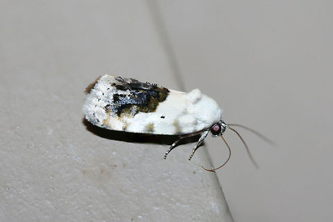 Small Bird-Dropping Moth (Ponometia erastrioides) At porch lights near an overgrown backyard habitat.
https://www.jungledragon.com/image/65813/small_bird-dropping_moth_ponometia_erastrioides.html
 Geotagged,Ponometia erastrioides,Small bird lime moth,Summer,United States