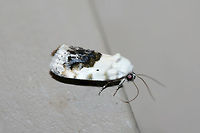 Small Bird-Dropping Moth (Ponometia erastrioides) At porch lights near an overgrown backyard habitat.<br />
https://www.jungledragon.com/image/65813/small_bird-dropping_moth_ponometia_erastrioides.html<br />
 Geotagged,Ponometia erastrioides,Small bird lime moth,Summer,United States