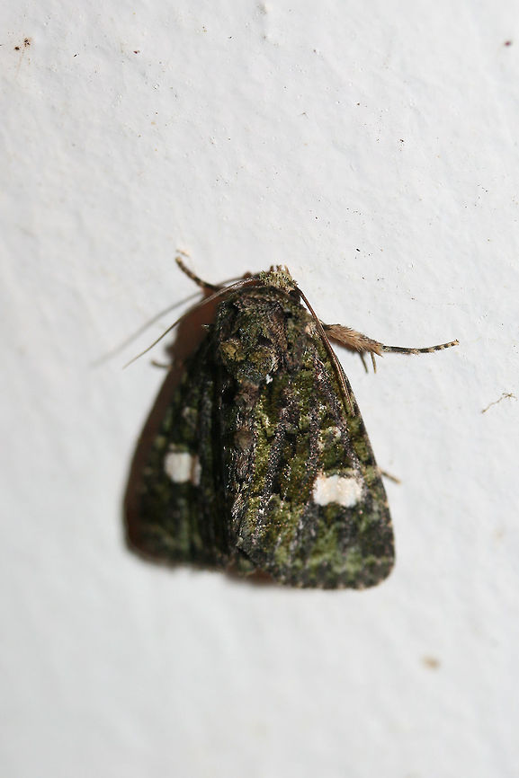Spotted Phosphila Moth (Phosphila miselioides) At porch lights near an overgrown backyard habitat.<br />
<figure class="photo"><a href="https://www.jungledragon.com/image/65851/spotted_phosphila_moth_phosphila_miselioides.html" title="Spotted Phosphila Moth (Phosphila miselioides)"><img src="https://s3.amazonaws.com/media.jungledragon.com/images/3231/65851_thumb.jpg?AWSAccessKeyId=05GMT0V3GWVNE7GGM1R2&Expires=1759968010&Signature=E8%2BB7SLTCEGgRfm2rv0CegieIgA%3D" width="200" height="134" alt="Spotted Phosphila Moth (Phosphila miselioides) At porch lights near an overgrown backyard habitat.<br />
https://www.jungledragon.com/image/65850/spotted_phosphila_moth_phosphila_miselioides.html<br />
 Geotagged,Phosphila miselioides,Spotted phosphila,Summer,United States" /></a></figure> Geotagged,Phosphila miselioides,Spotted phosphila,Summer,United States