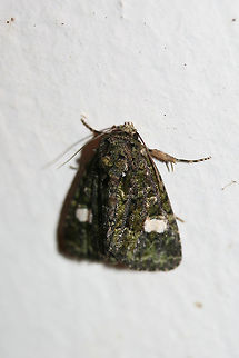 Spotted Phosphila Moth (Phosphila miselioides) At porch lights near an overgrown backyard habitat.
https://www.jungledragon.com/image/65851/spotted_phosphila_moth_phosphila_miselioides.html Geotagged,Phosphila miselioides,Spotted phosphila,Summer,United States