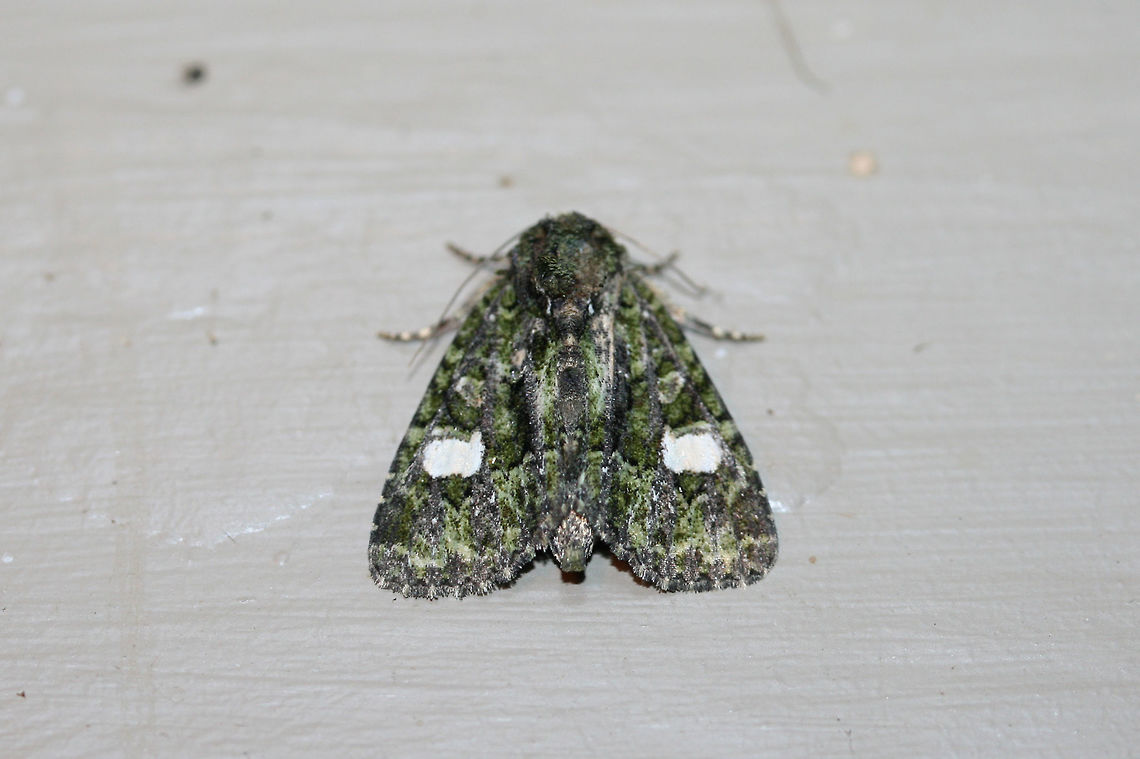 Spotted Phosphila Moth (Phosphila miselioides) At porch lights near an overgrown backyard habitat.<br />
<figure class="photo"><a href="https://www.jungledragon.com/image/65850/spotted_phosphila_moth_phosphila_miselioides.html" title="Spotted Phosphila Moth (Phosphila miselioides)"><img src="https://s3.amazonaws.com/media.jungledragon.com/images/3231/65850_thumb.jpg?AWSAccessKeyId=05GMT0V3GWVNE7GGM1R2&Expires=1759968010&Signature=P0QMZq1NlnBh3JFFBu1Eb8dw95U%3D" width="102" height="152" alt="Spotted Phosphila Moth (Phosphila miselioides) At porch lights near an overgrown backyard habitat.<br />
https://www.jungledragon.com/image/65851/spotted_phosphila_moth_phosphila_miselioides.html Geotagged,Phosphila miselioides,Spotted phosphila,Summer,United States" /></a></figure><br />
 Geotagged,Phosphila miselioides,Spotted phosphila,Summer,United States