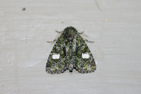 Spotted Phosphila Moth (Phosphila miselioides) At porch lights near an overgrown backyard habitat.
https://www.jungledragon.com/image/65850/spotted_phosphila_moth_phosphila_miselioides.html
 Geotagged,Phosphila miselioides,Spotted phosphila,Summer,United States