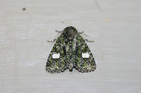 Spotted Phosphila Moth (Phosphila miselioides) At porch lights near an overgrown backyard habitat.<br />
https://www.jungledragon.com/image/65850/spotted_phosphila_moth_phosphila_miselioides.html<br />
 Geotagged,Phosphila miselioides,Spotted phosphila,Summer,United States