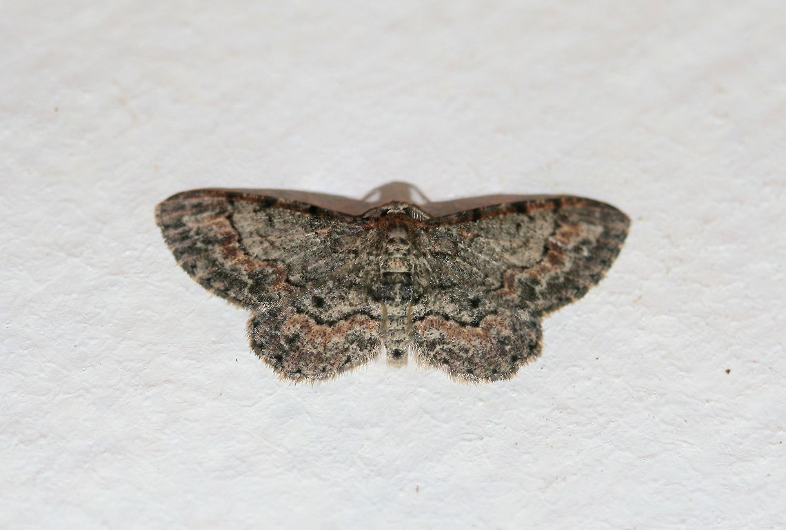 Texas Gray Moth (Glenoides texanaria) At porch lights near an overgrown backyard habitat.<br />
 Geotagged,Glenoides texanaria,Summer,United States