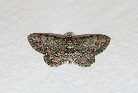 Texas Gray Moth (Glenoides texanaria) At porch lights near an overgrown backyard habitat.
 Geotagged,Glenoides texanaria,Summer,United States