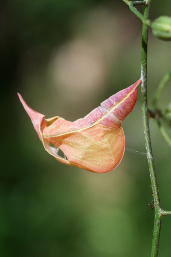 Cloudless Sulphur (Phoebis sennae) chrysalis An empty chrysalis on a Lactuca floridana plant on a dirt roadside near a dense mixed hardwood/coniferous forest.<br />
<figure class="photo"><a href="https://www.jungledragon.com/image/65904/cloudless_sulphur_phoebis_sennae_chrysalis.html" title="Cloudless Sulphur (Phoebis sennae) chrysalis"><img src="https://s3.amazonaws.com/media.jungledragon.com/images/3231/65904_thumb.jpg?AWSAccessKeyId=05GMT0V3GWVNE7GGM1R2&Expires=1767225610&Signature=L2T7DeRNM%2Fa5M86PK6tfS672XZg%3D" width="200" height="134" alt="Cloudless Sulphur (Phoebis sennae) chrysalis An empty chrysalis on a Lactuca floridana plant on a dirt roadside near a dense mixed hardwood/coniferous forest.<br />
<br />
https://www.jungledragon.com/image/65902/cloudless_sulphur_phoebis_sennae_chrysalis.html<br />
https://www.jungledragon.com/image/65903/cloudless_sulphur_phoebis_sennae_chrysalis.html Cloudless sulphur,Geotagged,Phoebis sennae,Summer,United States" /></a></figure><br />
<figure class="photo"><a href="https://www.jungledragon.com/image/65903/cloudless_sulphur_phoebis_sennae_chrysalis.html" title="Cloudless Sulphur (Phoebis sennae) chrysalis"><img src="https://s3.amazonaws.com/media.jungledragon.com/images/3231/65903_thumb.jpg?AWSAccessKeyId=05GMT0V3GWVNE7GGM1R2&Expires=1767225610&Signature=u0NKZbSfZK956LkH0H8%2B0WgPN%2FU%3D" width="102" height="152" alt="Cloudless Sulphur (Phoebis sennae) chrysalis An empty chrysalis on a Lactuca floridana plant on a dirt roadside near a dense mixed hardwood/coniferous forest.<br />
https://www.jungledragon.com/image/65904/cloudless_sulphur_phoebis_sennae_chrysalis.html<br />
https://www.jungledragon.com/image/65902/cloudless_sulphur_phoebis_sennae_chrysalis.html Cloudless sulphur,Geotagged,Phoebis sennae,Summer,United States" /></a></figure> Cloudless sulphur,Geotagged,Phoebis sennae,Summer,United States