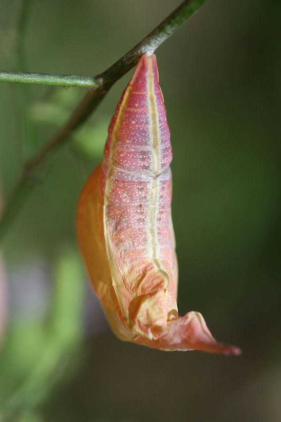 Cloudless Sulphur (Phoebis sennae) chrysalis An empty chrysalis on a Lactuca floridana plant on a dirt roadside near a dense mixed hardwood/coniferous forest.<br />
<figure class="photo"><a href="https://www.jungledragon.com/image/65904/cloudless_sulphur_phoebis_sennae_chrysalis.html" title="Cloudless Sulphur (Phoebis sennae) chrysalis"><img src="https://s3.amazonaws.com/media.jungledragon.com/images/3231/65904_thumb.jpg?AWSAccessKeyId=05GMT0V3GWVNE7GGM1R2&Expires=1759968010&Signature=q4Ra%2BPa1uPKqB0j6O8Y2YCz1Xzg%3D" width="200" height="134" alt="Cloudless Sulphur (Phoebis sennae) chrysalis An empty chrysalis on a Lactuca floridana plant on a dirt roadside near a dense mixed hardwood/coniferous forest.<br />
<br />
https://www.jungledragon.com/image/65902/cloudless_sulphur_phoebis_sennae_chrysalis.html<br />
https://www.jungledragon.com/image/65903/cloudless_sulphur_phoebis_sennae_chrysalis.html Cloudless sulphur,Geotagged,Phoebis sennae,Summer,United States" /></a></figure><br />
<figure class="photo"><a href="https://www.jungledragon.com/image/65902/cloudless_sulphur_phoebis_sennae_chrysalis.html" title="Cloudless Sulphur (Phoebis sennae) chrysalis"><img src="https://s3.amazonaws.com/media.jungledragon.com/images/3231/65902_thumb.jpg?AWSAccessKeyId=05GMT0V3GWVNE7GGM1R2&Expires=1759968010&Signature=ZGwXNyWulwmGREftiq9fDXhQy3w%3D" width="102" height="152" alt="Cloudless Sulphur (Phoebis sennae) chrysalis An empty chrysalis on a Lactuca floridana plant on a dirt roadside near a dense mixed hardwood/coniferous forest.<br />
https://www.jungledragon.com/image/65904/cloudless_sulphur_phoebis_sennae_chrysalis.html<br />
https://www.jungledragon.com/image/65903/cloudless_sulphur_phoebis_sennae_chrysalis.html Cloudless sulphur,Geotagged,Phoebis sennae,Summer,United States" /></a></figure> Cloudless sulphur,Geotagged,Phoebis sennae,Summer,United States